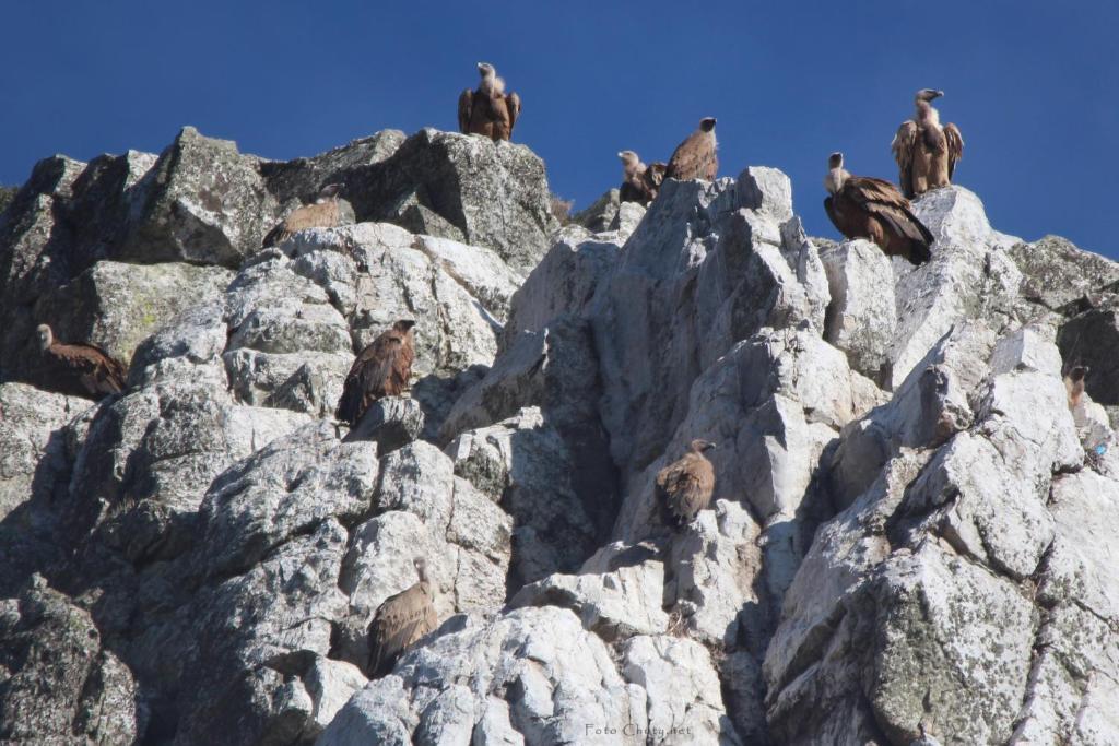 Апартаменти Sierra De Monfrague Торрехон-ель-Рубіо Екстер'єр фото